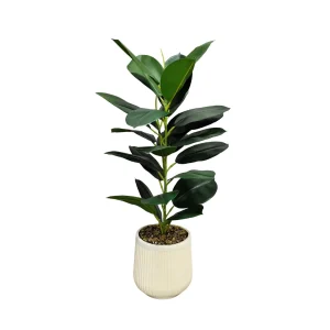 Planta Gomero 75cm